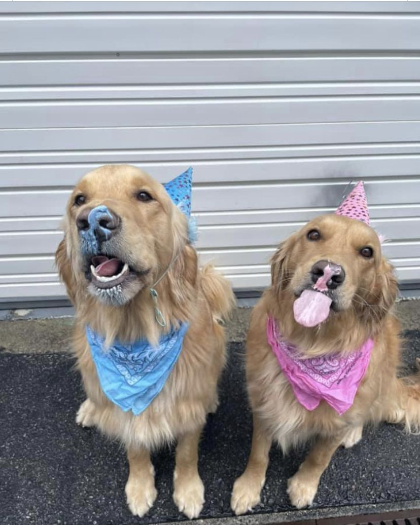Goldens wearing birthday bandanas