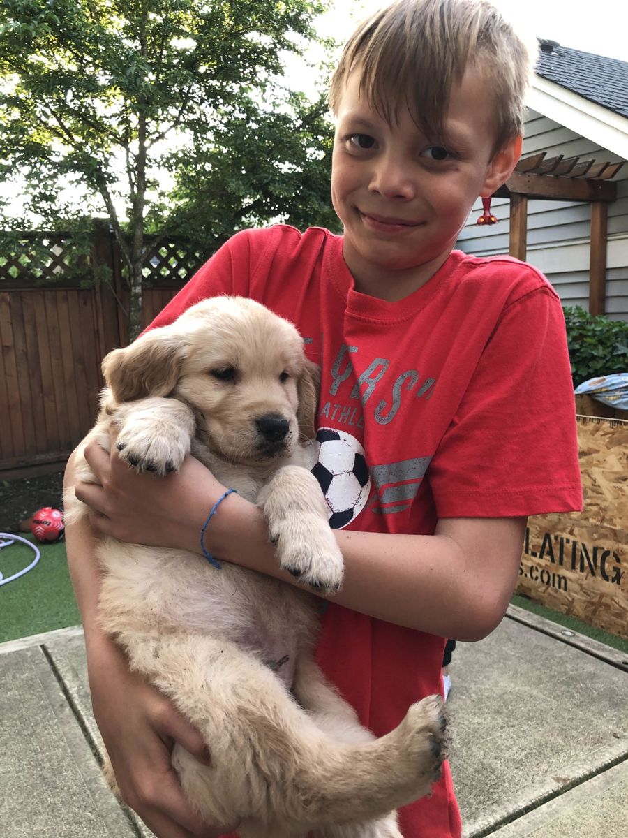 A boy cuddling his new Golden Retriever puppy