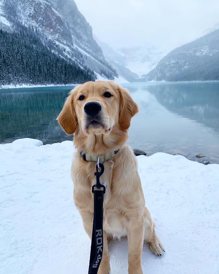 A Golden Retriever by the lake