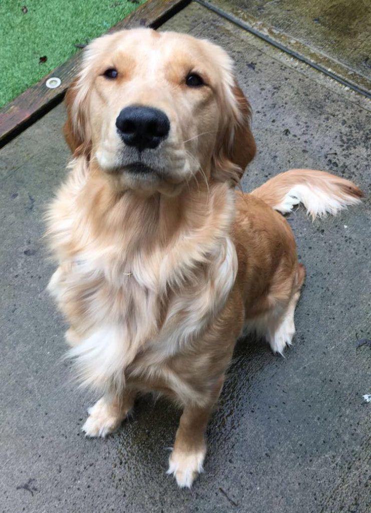 Lola, our first mama Golden Retriever, sitting in the garden