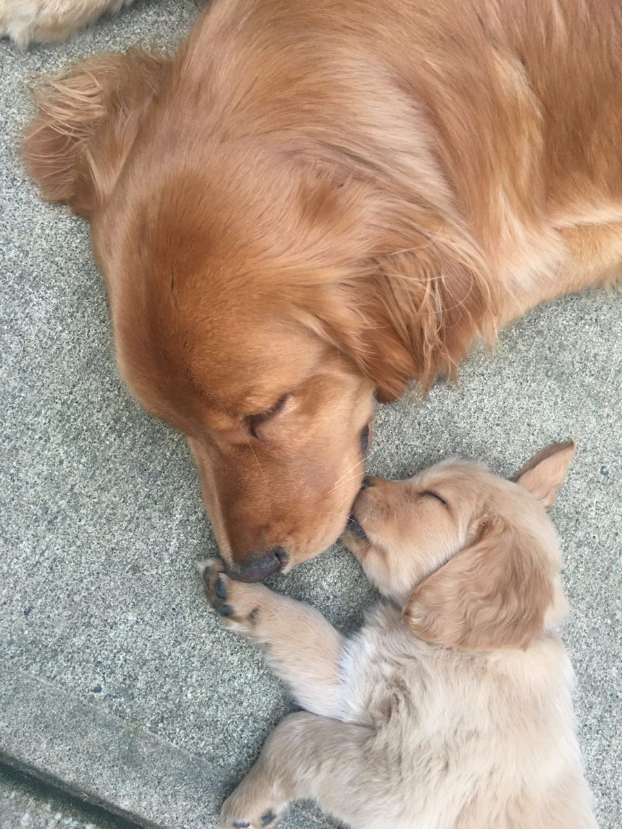 A grown Golden Retriever gently nuzzling a tiny puppy on a rug