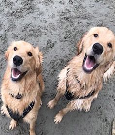 Marley and Bentley