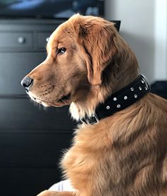 Whiskey