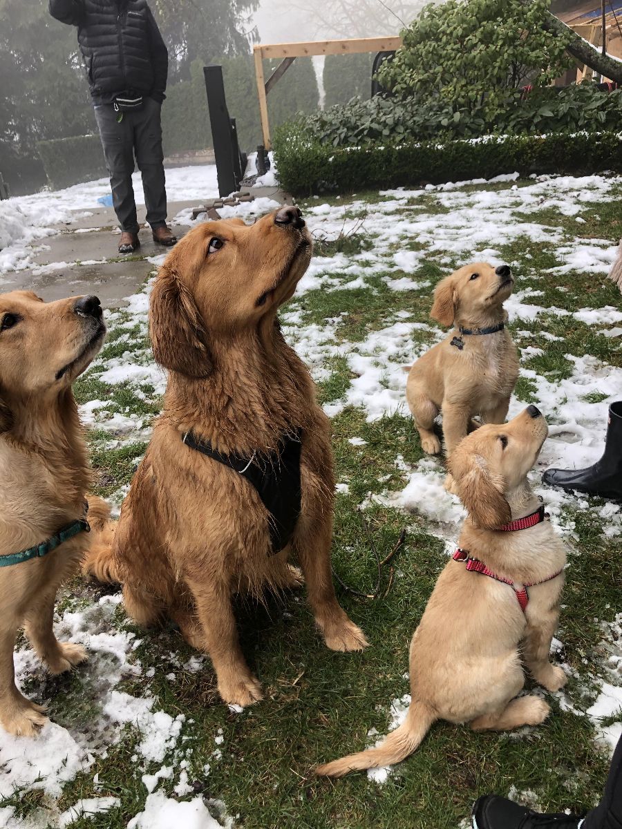 Goldens playing in the snow