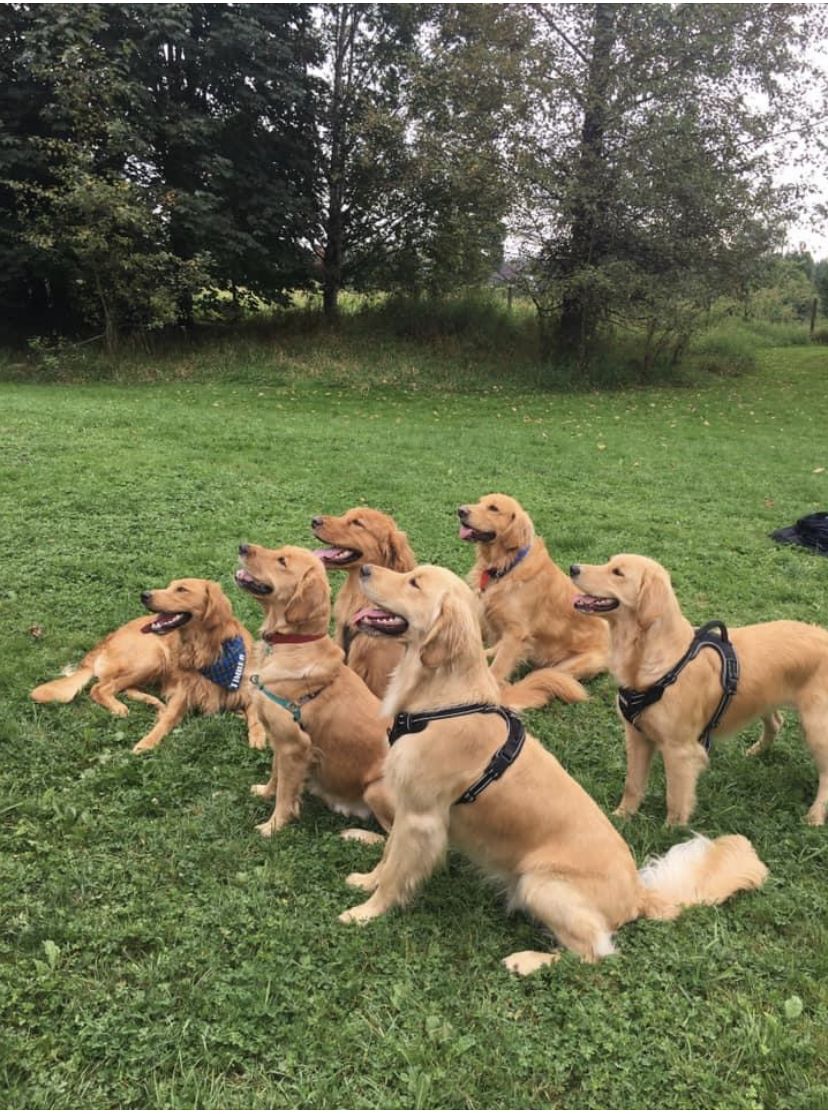 Five Golden Retrievers sitting in a row on the lawn