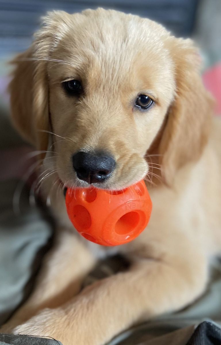 Golden puppy playing with a ball