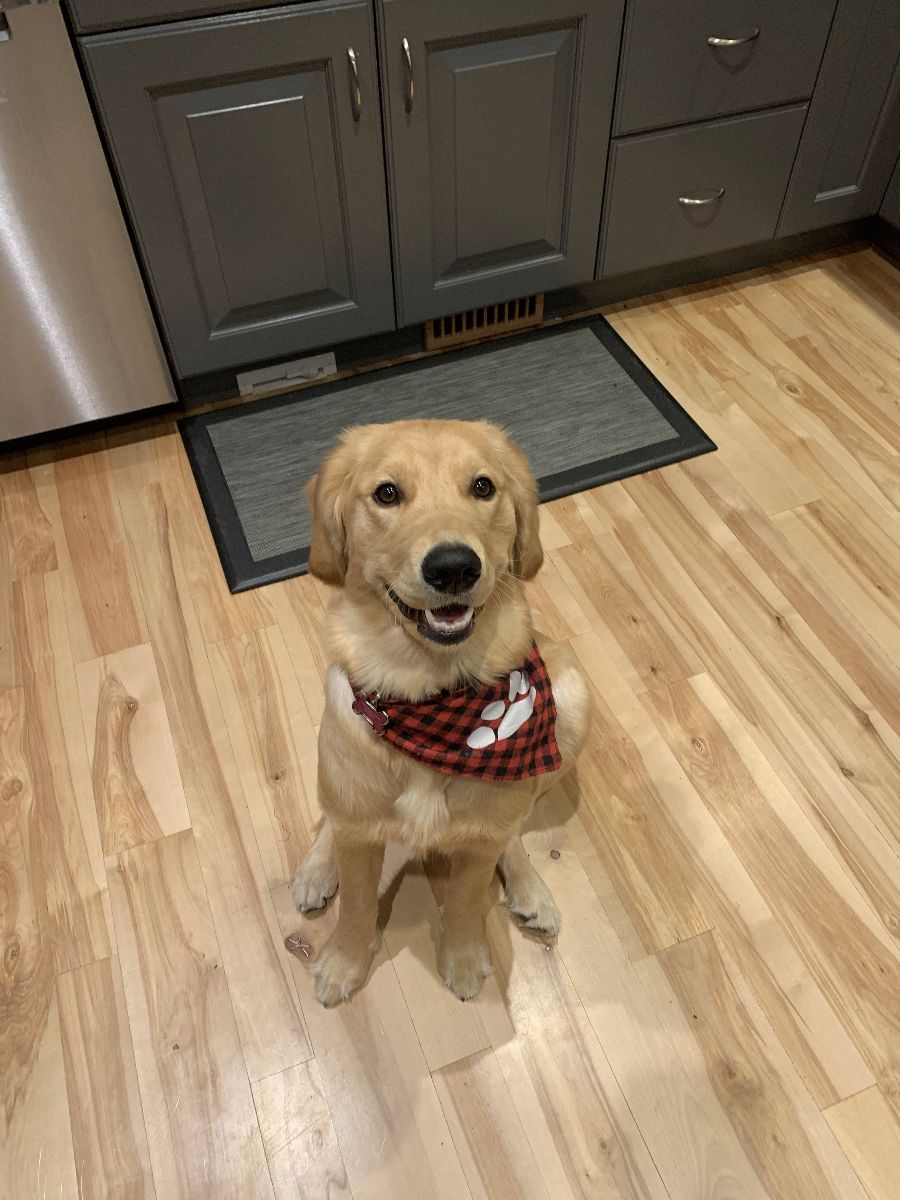Golden puppy wearing a bandana