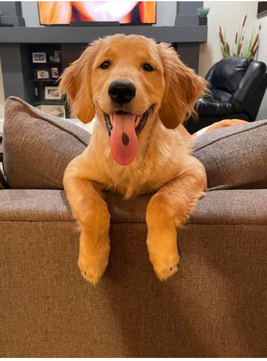 Puppy on the couch with its tongue out