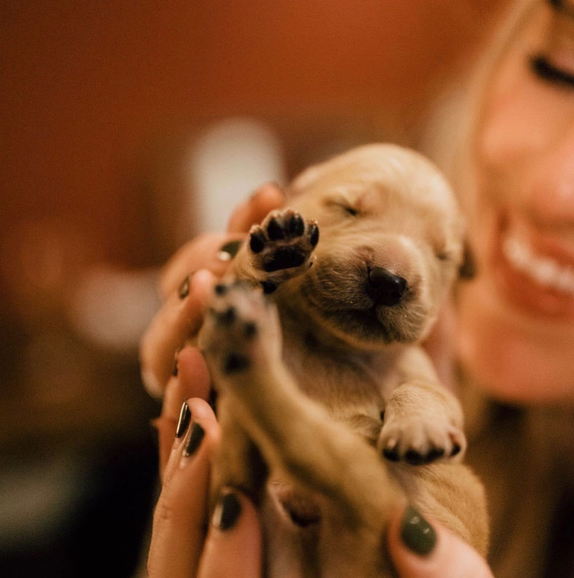 A puppy raising a paw to a smiling woman