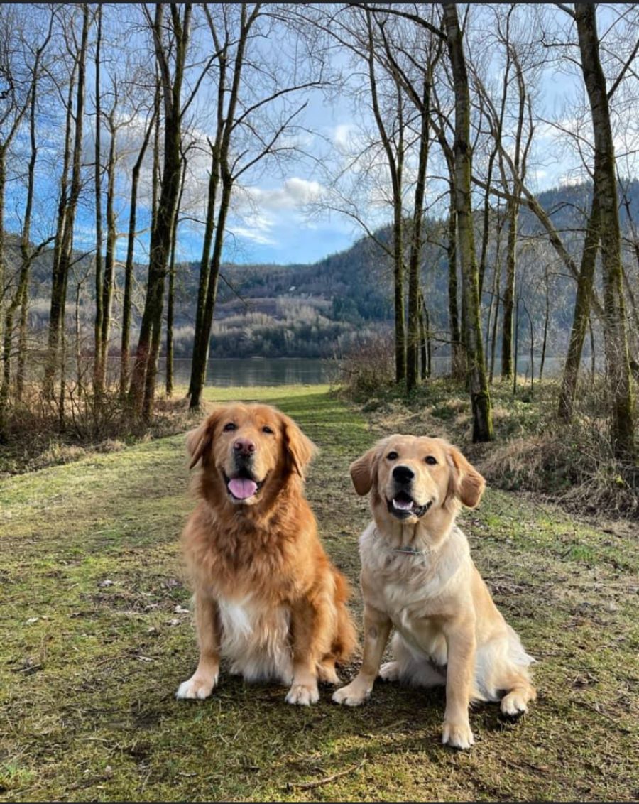 Two Goldens on a forest trail
