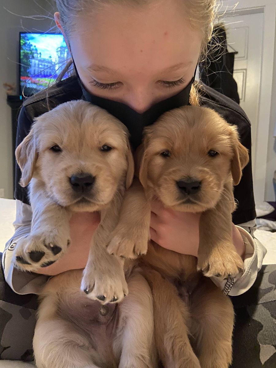 Two fluffy seven-week-old Golden Retriever puppies held up together to the camera